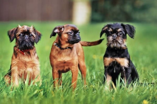 Брюссельский гриффон - описание породы собак, характеристика, уход и содержание, плюсы и минусы