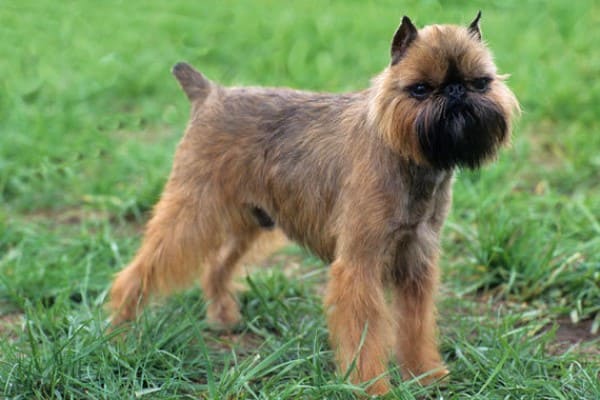 Брюссельский гриффон - описание породы собак, характеристика, уход и содержание, плюсы и минусы