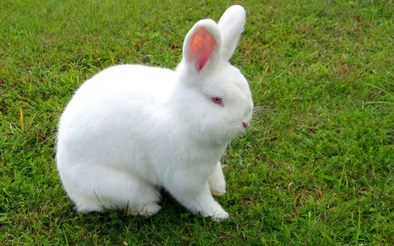 Бройлерные породы кроликов