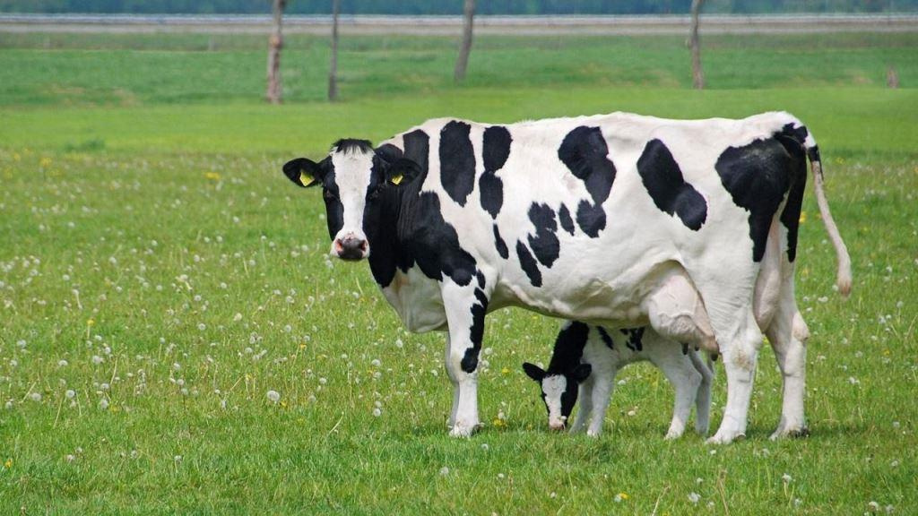 Черно-пестрая порода коров