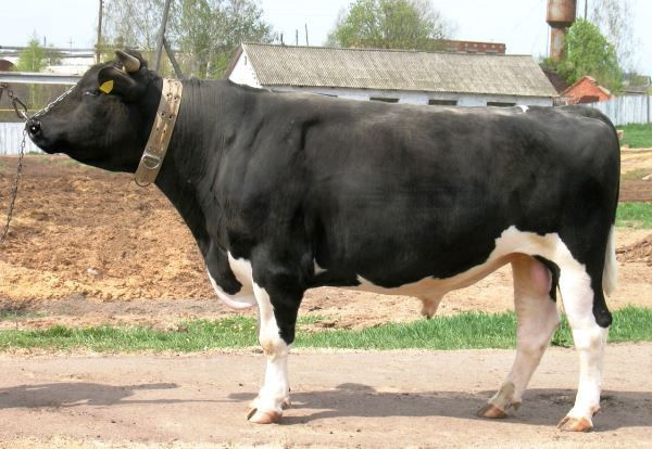 Черно-пестрая порода коров
