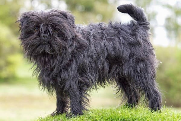 Чёрные породы собак - большие и маленькие: угольный окрас шерсти