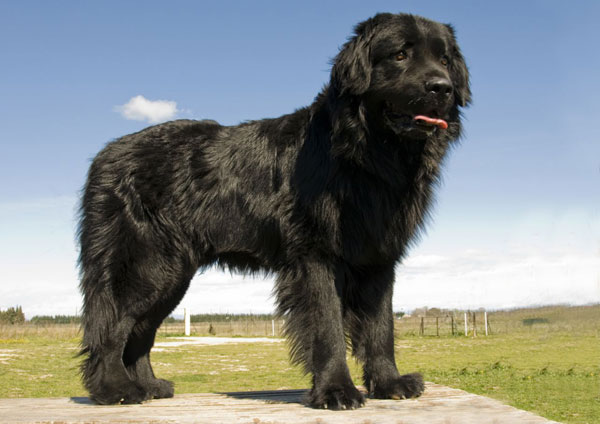Чёрные породы собак - большие и маленькие: угольный окрас шерсти