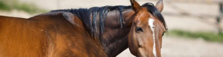 Что такое «дикое мясо» у лошадей