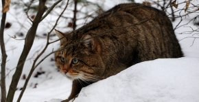 Дикий лесной кот