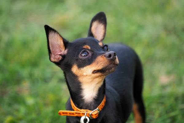 Длинноухие собаки - фото и названия пород: с большими висячими, острыми ушами (как из мультика, самыми огромными)