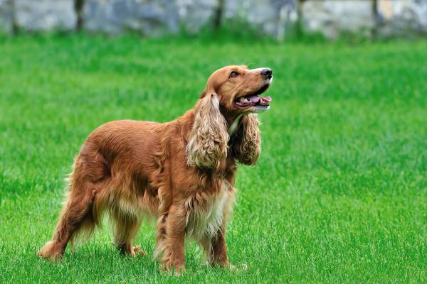 Длинноухие собаки - фото и названия пород: с большими висячими, острыми ушами (как из мультика, самыми огромными)
