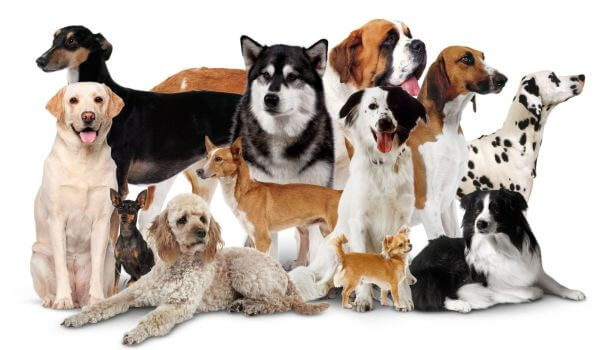 До какого возраста растут собаки мелких, средних, крупных пород, сколько считается щенком йорк, чихуахуа, той-терьер