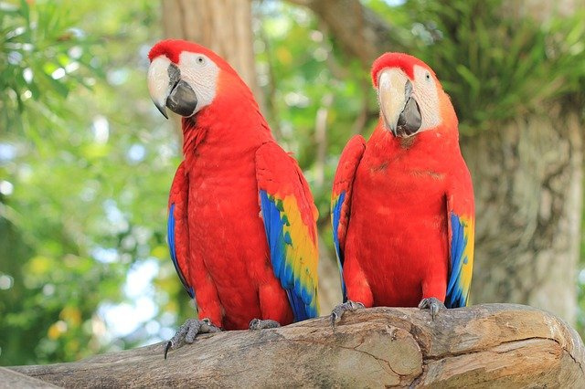 Домашние виды попугаев