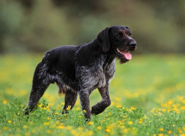 Дратхаар: описание породы, немецкая охотничья собака, характер, стандарт экстерьера