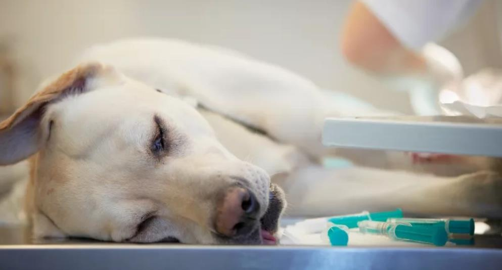 Энтерит – инфекционное заболевание у собак