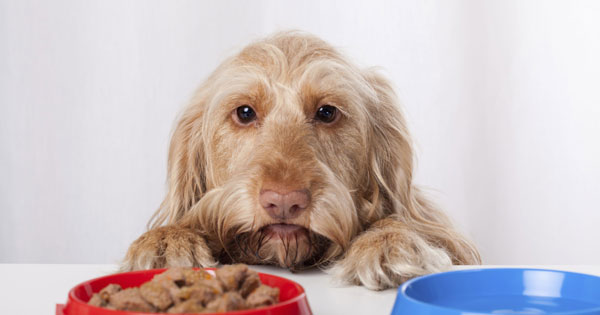 Если собака не ест, отказывается от еды, воды или питается только с рук: какие бывают причины и что делать?