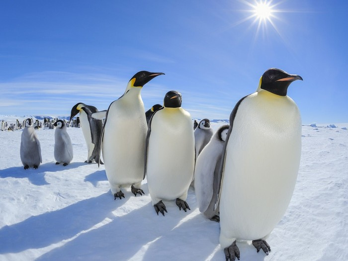 Где живут пингвины?