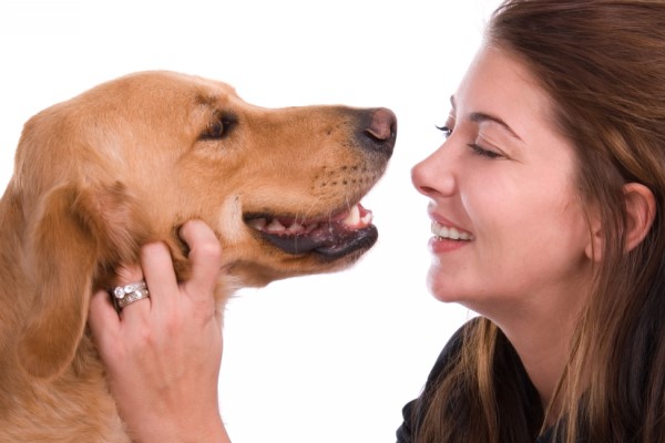 Гингивит у собаки - симптомы и лечение, что можно сделать в домашних условиях