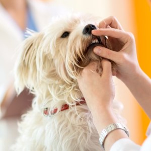 Гингивит у собаки - симптомы и лечение, что можно сделать в домашних условиях