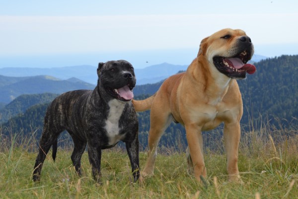 Ка де Бо (майорский мастифф) - собака для сильных: описание и характеристика породы, созданной для защиты тореадоров