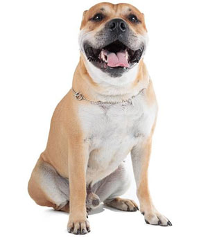 Ка де Бо (майорский мастифф) - собака для сильных: описание и характеристика породы, созданной для защиты тореадоров