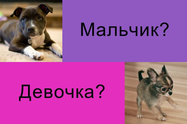 Как отличить собаку мальчика от девочки: пол щенка (кобель или сука) - определить и узнать различия