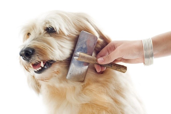 Как правильно ухаживать за собакой в домашних условиях - инструкция, основные правила