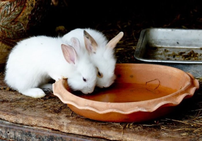 Как применять яблочный уксус для кроликов при лечении кокцидиоза