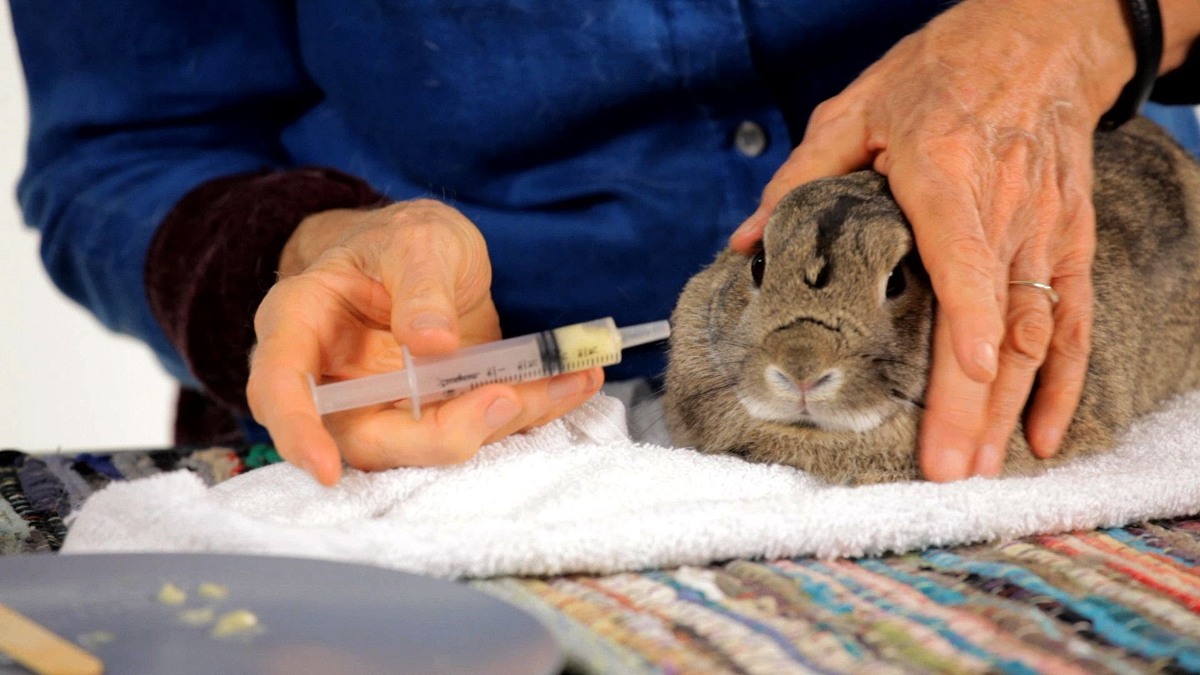 Как применять яблочный уксус для кроликов при лечении кокцидиоза