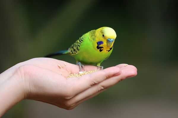 Как приучить волнистого попугая к рукам: мальчика и девочку