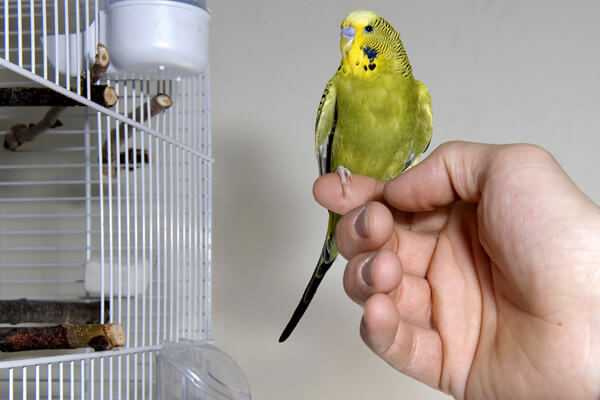 Как приучить волнистого попугая к рукам: мальчика и девочку