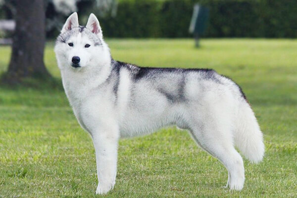 Как выглядит собака породы Сибирский хаски