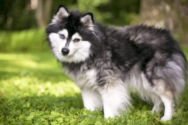 Карликовый хаски - аляскинский кли кай: описание и характеристика породы собак, особенности ухода и содержания