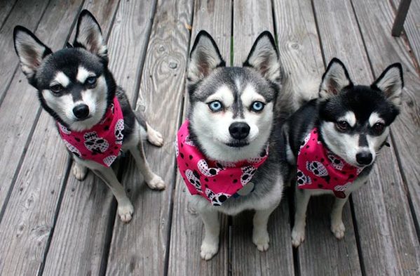 Карликовый хаски - аляскинский кли кай: описание и характеристика породы собак, особенности ухода и содержания