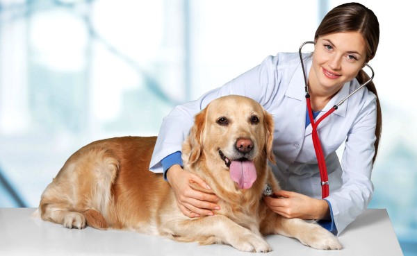 Кашель у собаки, как будто подавилась: лечение в домашних условиях, симптомы, причины, вольерный и питомниковый тип