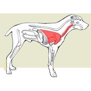 Кашель у собаки, как будто подавилась: лечение в домашних условиях, симптомы, причины, вольерный и питомниковый тип