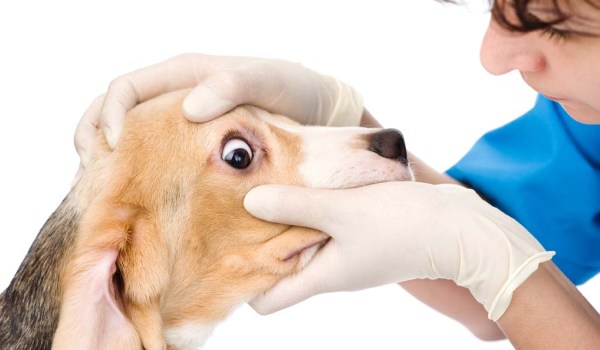 Конъюнктивит у собак: лечение врачебное и в домашних условиях, симптомы, сухой и фолликулярный на фото