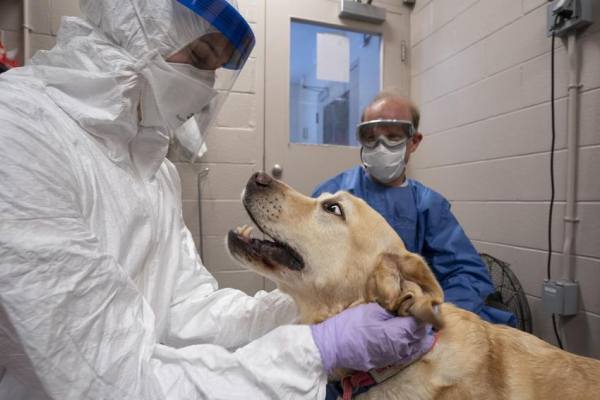 Коронавирус у собак: можно ли заразится от человека COVID-19, симптомы, прививка и карантин, как переносят щенки, лечение