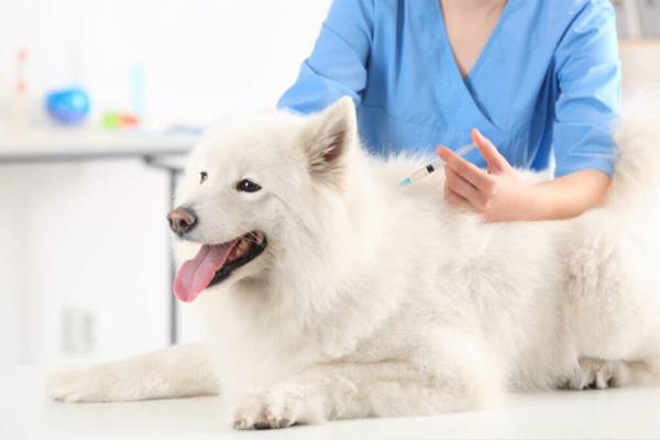 Коронавирус у собак: можно ли заразится от человека COVID-19, симптомы, прививка и карантин, как переносят щенки, лечение