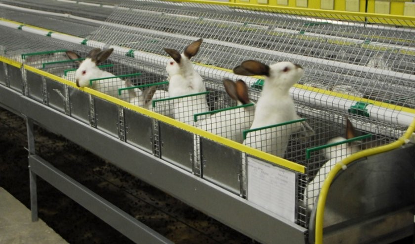 Кроличья ферма