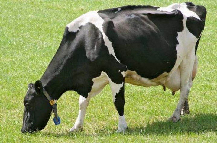Лактационный период у коров — что это такое и сколько длится