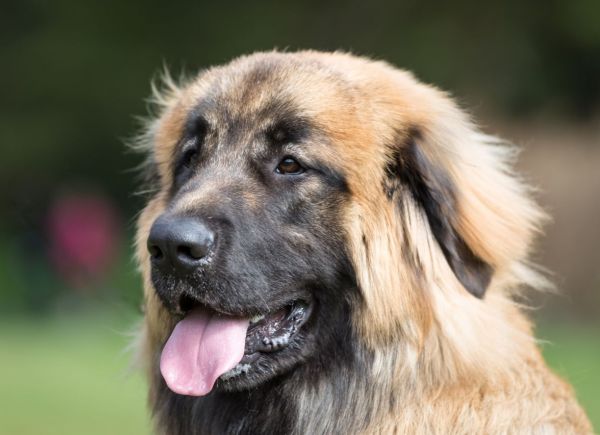 Леонбергер: описание породы собак с фото, стандарт экстерьера и вес