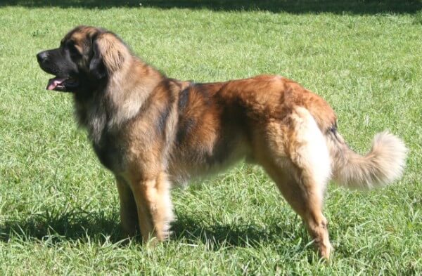 Леонбергер: описание породы собак с фото, стандарт экстерьера и вес