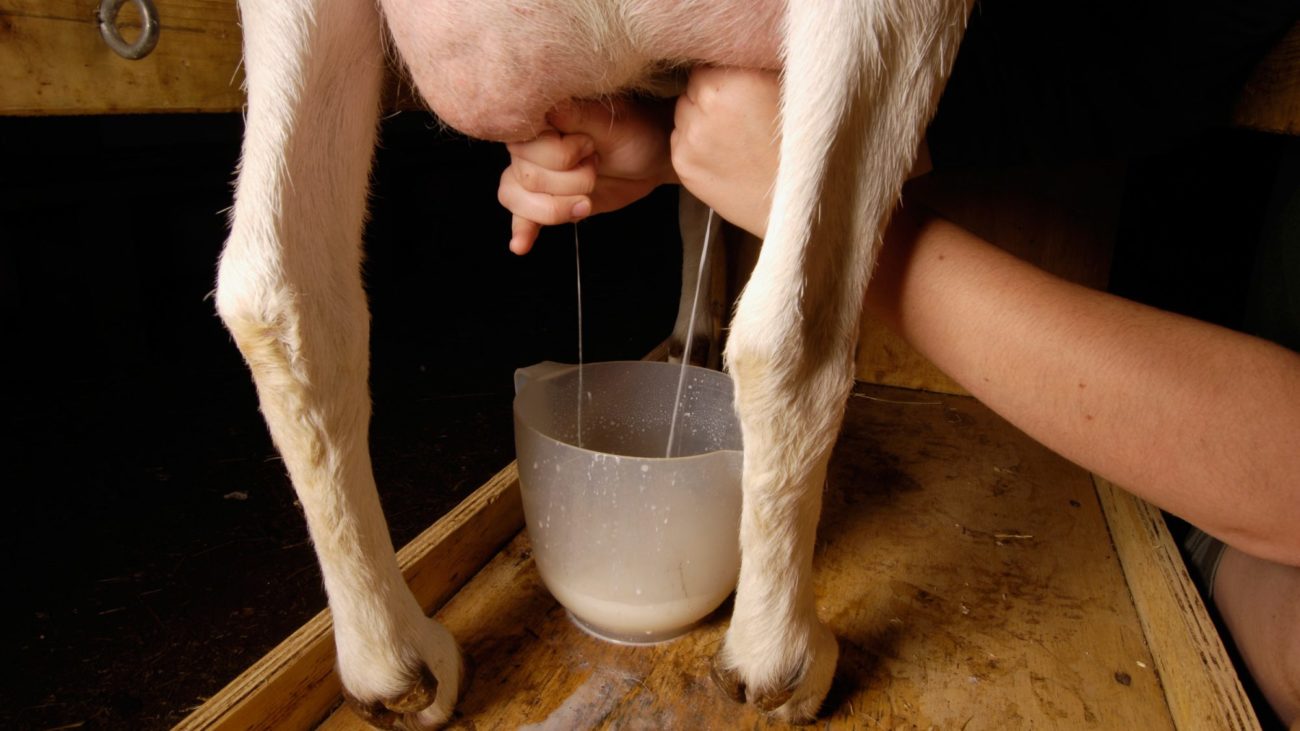 Мастит у коровы: лечение