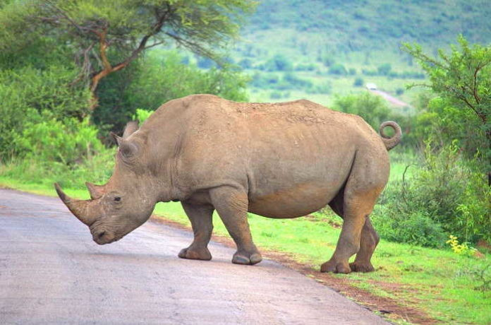 Мир носорогов