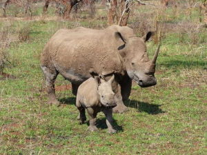 Мир носорогов