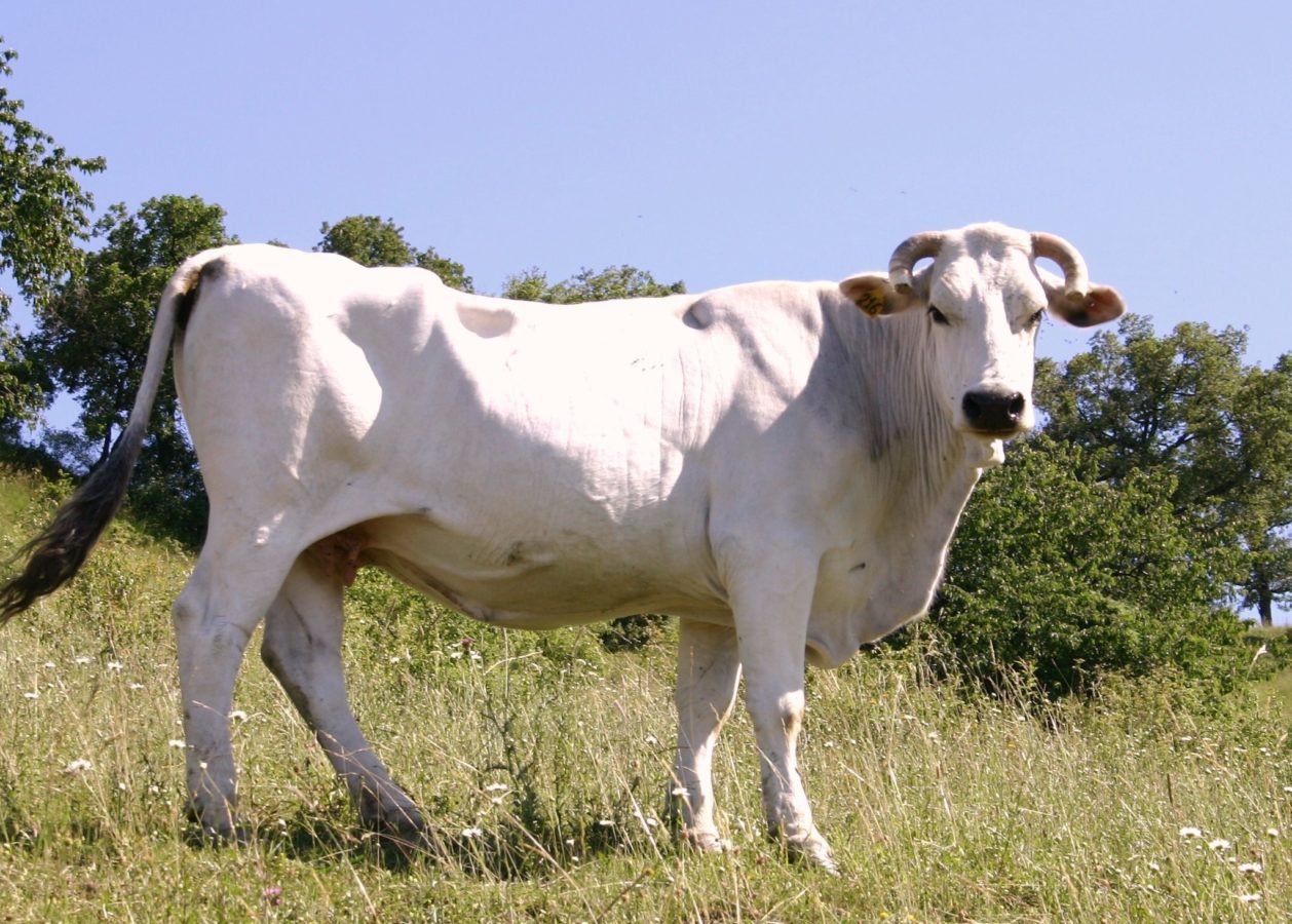 Мясные коровы