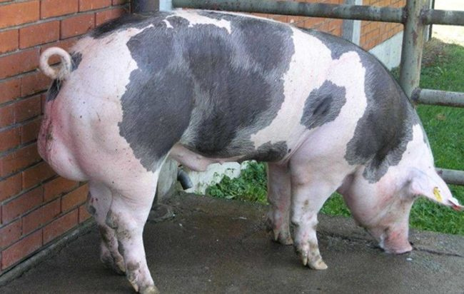 Мясные породы свиней