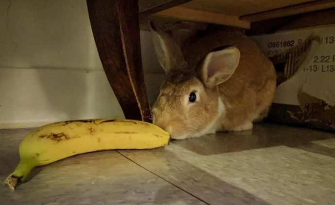 Мнение опытного ветеринара: можно ли кролику банан