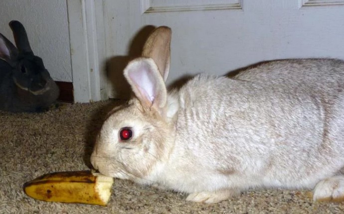Мнение опытного ветеринара: можно ли кролику банан