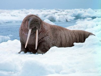 Морж – великан Арктики