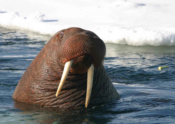 Морж – великан Арктики