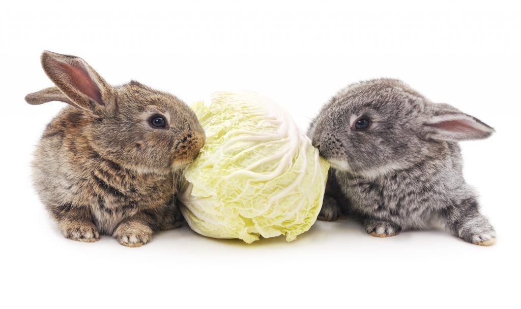 Можно ли кормить кроликов капустой, какую именно разрешено давать