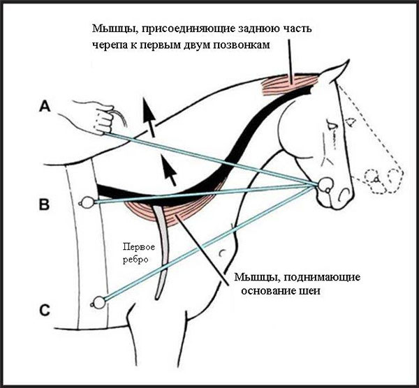 Мышцы шеи лошади